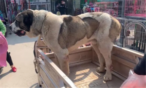 成年中亚犬能长多大