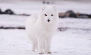 北极狐濒临灭绝的原因