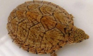 虎纹蛋龟和巨头蛋龟区别