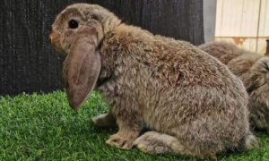 公羊兔为什么不适合养殖