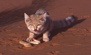 沙漠猫能家养吗为什么