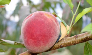 哪种桃树常被当成观赏树