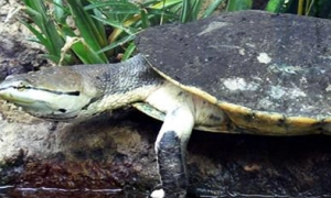 希拉里蟾头龟和花面蟾哪个好？