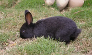 黑兔养殖技术视频