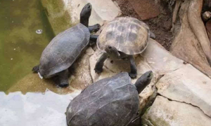 斯里兰卡黑山龟多少一只