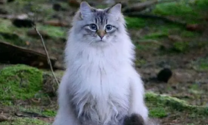 西伯利亚森林猫价格多少钱一只