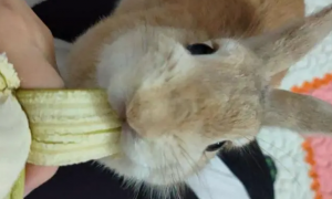 兔子能吃香蕉皮吗