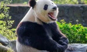 大熊猫的外形特征描写