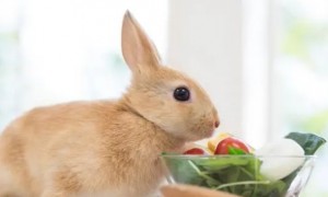 兔子喜欢吃什么蔬菜