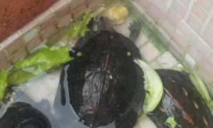 斯里兰卡黑山龟成体图片