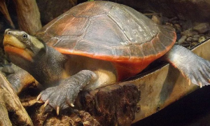圆澳龟能长多大