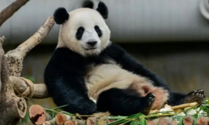 世界上最难伺候的熊猫暖暖