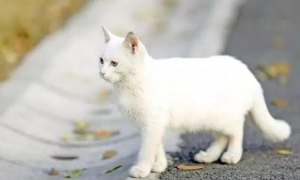 长大后的中华田园猫乳白