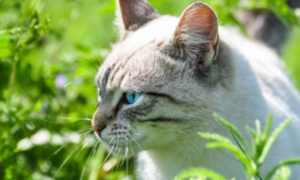 蓝眼白猫是聋子吗