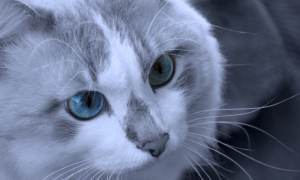 蓝色眼睛的猫品种