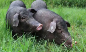 黑猪会感染非洲猪瘟吗