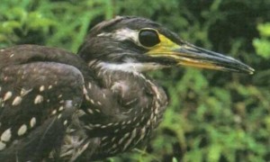 海南虎斑鳽是什么鸟