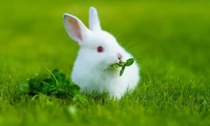 兔子能活多久
