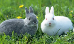 兔子臭不臭