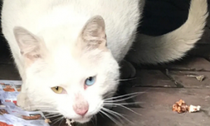 异瞳猫白猫为什么流浪