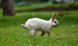 兔子时不时激动跳一下