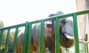郑州动物园断鼻子大象的故事