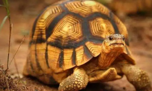 安哥洛卡象龟可以养吗