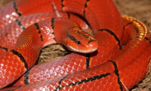 红蛇是什么蛇