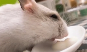 仓鼠能喝酸奶吗