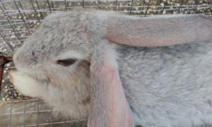 兔子耳朵垂下来意味着什么