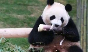 爱宝熊猫在国内被打