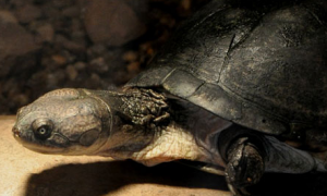 东非侧颈龟能长多大