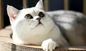 银渐层猫打喷嚏是怎么回事呢