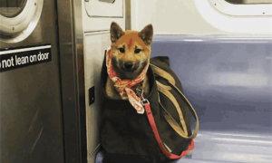 地铁能带宠物吗