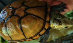 头盔蛋龟能深水吗