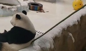 熊猫暖暖回国现状