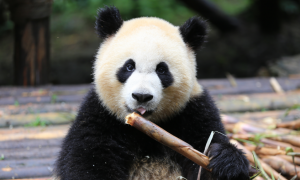 大熊猫的食物有哪些