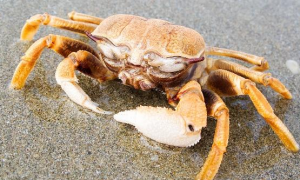 一只螃蟹几条腿