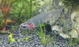 玻璃猫鱼怀孕图片