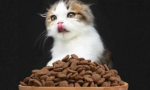 爱斯塔猫粮好吃吗