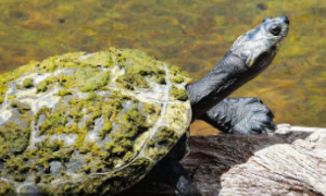 亚马逊泥龟能活多久