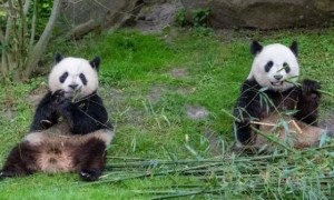 终身认养大熊猫有什么好处