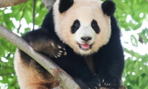 韩国福宝熊猫死了