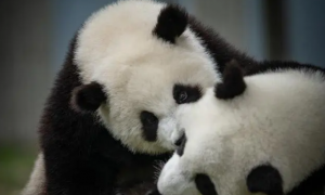 熊猫属于什么科动物