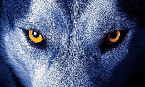 狼的眼睛是什么颜色的