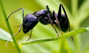 黑蚂蚁有毒吗