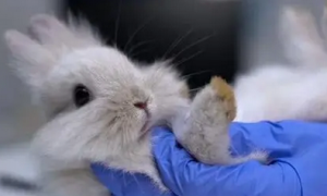 兔子常见病和治疗方法