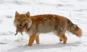 藏狐是中国特有的吗