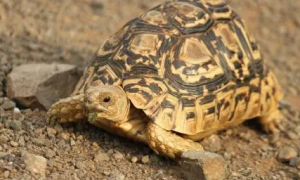 豹纹陆龟可以家养吗