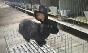 黑兔多少钱一斤